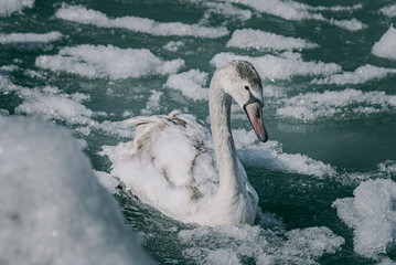 swans on the river in winter, swans on the river, nature series