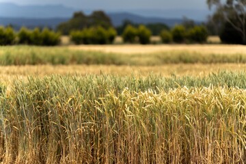 close up of a barley and wheat crop seed heads blowing in the wind in summer in australia on a farm