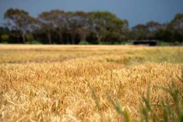 Crop rows of wheat and barley plants showing Agriculture growth and Agronomy