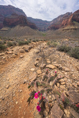 hiking the tonto trail in the grand canyon national park, arizona, usa