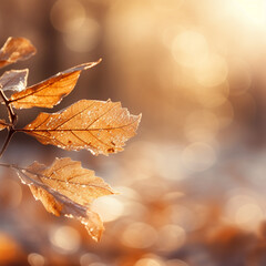Colorful Autumn Foliage Under Sunlit Maple Tree