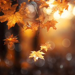 Colorful Autumn Foliage Under Sunlit Maple Tree