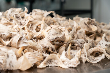 Raw edible bird's nest materials for tradition chinese medicine. Swallow nest the traditional chinese delicacy.