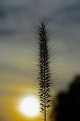 puszysty kłos trawy na tle zachodzącego słónca, fluffy grass ear in sunset backlight against dark background. Backlit image. Kłos rozplenica japońska (Pennisetum alopecuroides)   © kateej