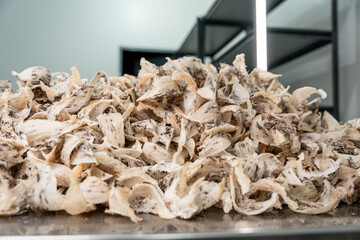 Raw edible bird's nest materials for tradition chinese medicine. Swallow nest the traditional chinese delicacy.