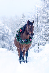 A festive decorated huzule horse wearing a christmas wreath in front of a snowy winter landscape outdoors