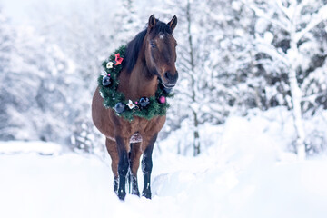 A festive decorated huzule horse wearing a christmas wreath in front of a snowy winter landscape...