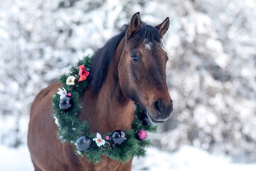A festive decorated huzule horse wearing a christmas wreath in front of a snowy winter landscape...