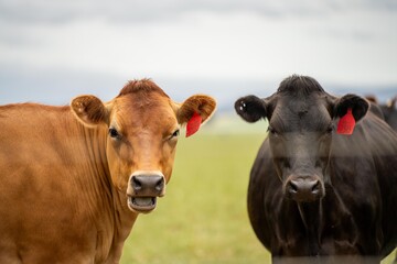 portrait Stud dairy cows grazing on grass in a field, in Australia. breeds include Friesian,...