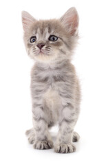 Kitten on white background.