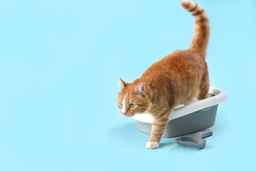 Cute ginger cat with litter box on blue background - obrazy, fototapety, plakaty