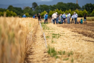 group of farmers in a field learning about wheat and barley crops from an agronomist with trial...