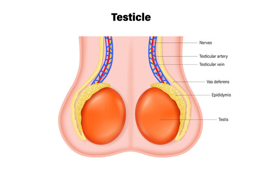 Testicular anatomy. Anatomy of the testis. Structures of testicles. Male reproductive system.