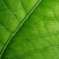 green leaf, macro, zoom, blur. Leaf vein texture abstract background with close up plant leaf cells ornament texture pattern. organic macro linear pattern of nature leaf foliage.