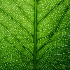 Obraz premium green leaf, macro, zoom, blur. Leaf vein texture abstract background with close up plant leaf cells ornament texture pattern. organic macro linear pattern of nature leaf foliage.