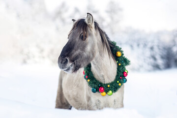 A beautiful konik horse wearing a christmas wreath in front of a snowy winter landscape outdoors