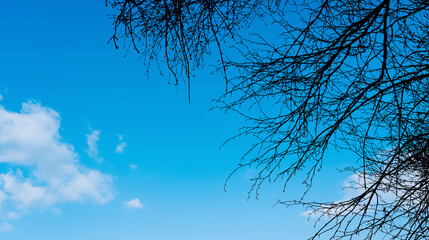 Blue Sky and Fluffy Clouds with Tree branches silhouette,Clear Sky in Sunny day early spring,Horizon Beautiful Nature for Environmental or Earth Day Banner