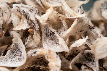 Raw edible bird's nest materials for tradition chinese medicine. Swallow nest the traditional chinese delicacy.