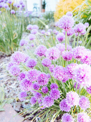 bouquet of purple onion chive plants