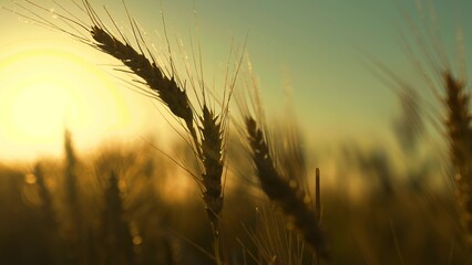 Ripe ear of wheat ripen in summer field in sun, close-up Growing wheat grain, farmers field. Big harvest of wheat. Ecologically clean wheat grain grown on fertile land. Agricultural industry, business