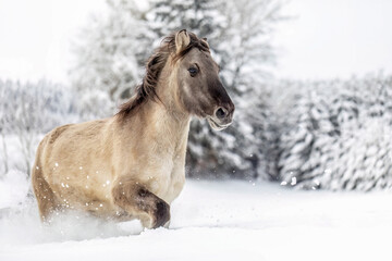 A beautiful konik horse gelding running across a snowy winter landscape outdoors