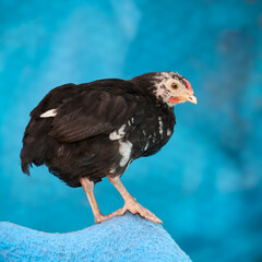 Close up of young black chick isolated 