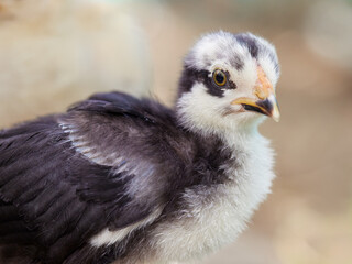 Young black yellow chick isolated on blurred background
