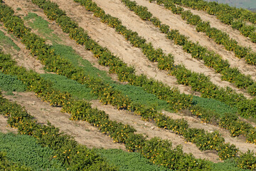 Before harvesting, a lemon orchard established on sloppy land 