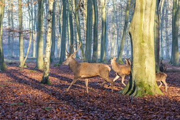 Photo d'un cerf a la course 