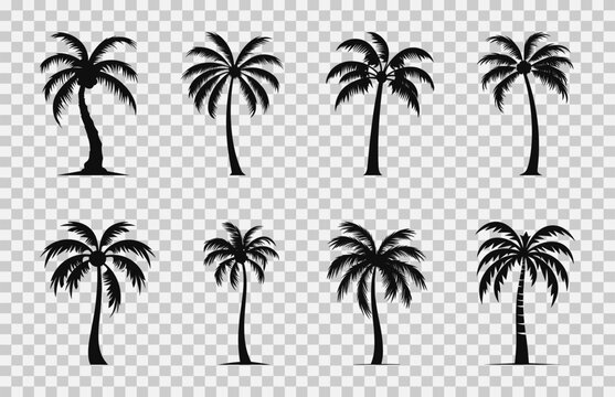 Palm trees black Silhouette set, Tropical palm trees vector Bundle, set of plants and palm trees