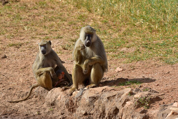 A family of baboons with a baby on a savannah background in a national park in Kenya.