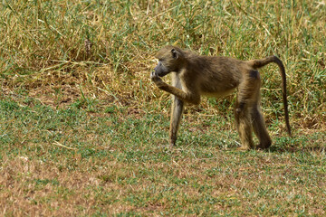 A young baboon found food in a savanna in a national park in Kenya.