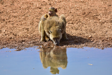 A mother baboon with her baby at a watering hole in a national park in Kenya.