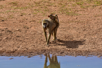 A mother baboon with her baby at a watering hole in a national park in Kenya.