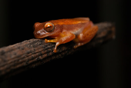 Scinax sp. Sapos, pererecas e r&atilde;s Brasileiras