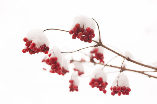 Bunches of juicy viburnum berries sprinkled with snow
