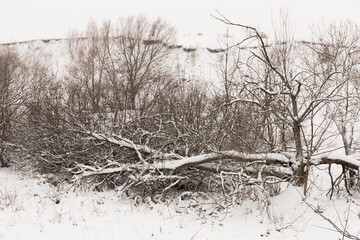 Snow storm damaged trees in winter in winter