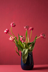 Beautiful bouquet of tulips in a blue vintage metal carafe on a pink background
