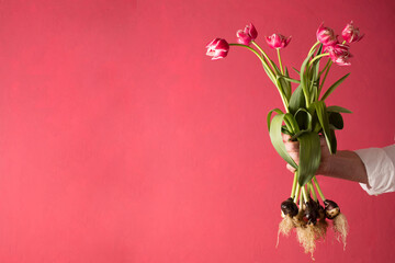A man's hand holds a bouquet of pink tulips with bulbs