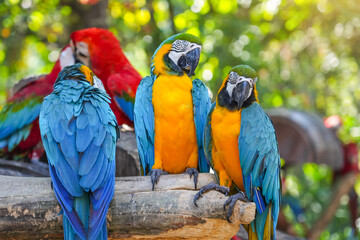 Group of colorful macaw on the tree. Beautiful nature of wildlife closeup face of a parrot is blue yellow on the green background