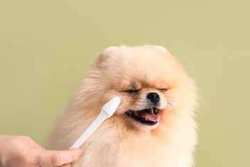 Veterinarian brushing Pomeranian dog's teeth on green background