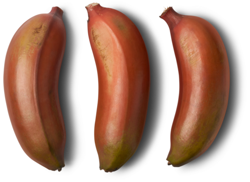 fresh red banana, musa acuminate, aka red dacca, spanish or colorado banana, tropical fruit that has reddish-purple to maroon skin and sweet flavor isolated on white background