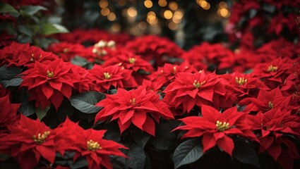 beautiful poinsettia and space for text on blurred background, traditional Christmas flower, bokeh lights - obrazy, fototapety, plakaty