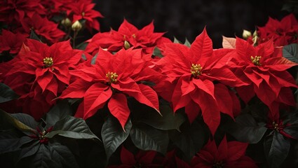 red poinsettia christmas background