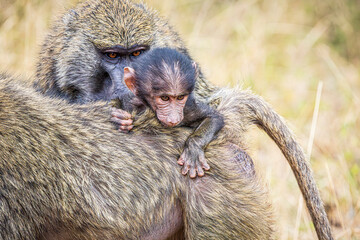 baboon with baby