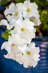 White petunia flowers on royal blue pot.