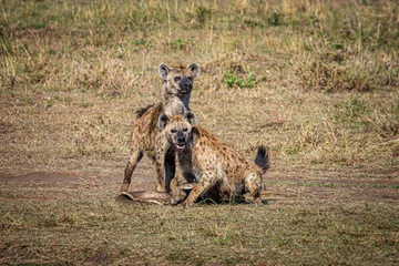 Tuinposter hyena in the savannah © Alvaro