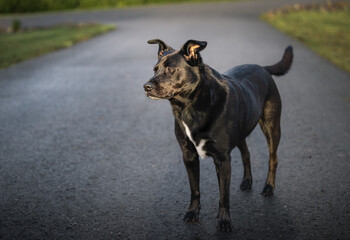 2023-12-15 A BLUE HEELER LABRADOR MIX WITH A SHINNY OCOAT AND BRIGHT EYES STANDING IN A DRIVEWAY IN...