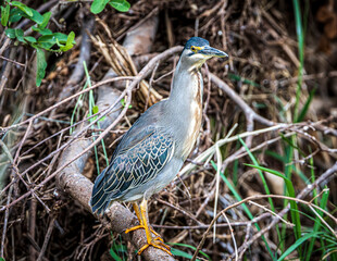 bird