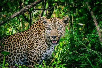  leopard © Alvaro
